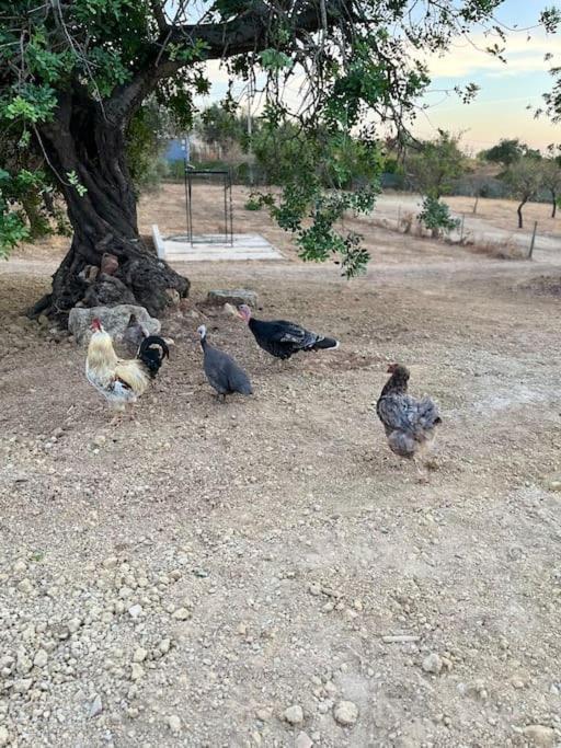 Quinta Da Alfarrobeira Peaceful Countryside Stay 파로 외부 사진